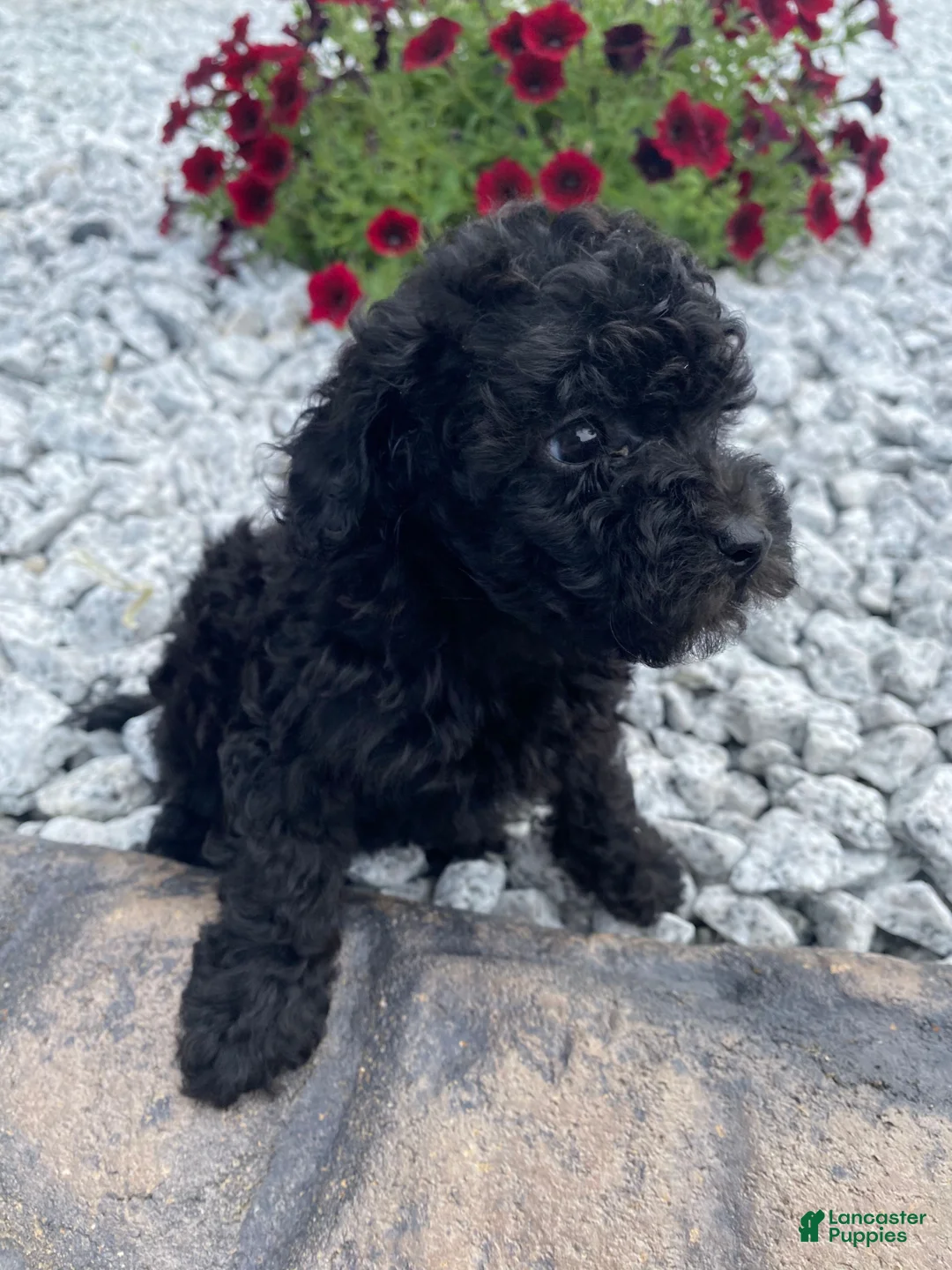 Miniature Poodle dogs for sale: Nancy - Ad 1