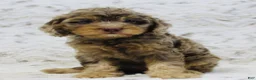 Cavapoo dogs for sale: Cupcake - Ad 4