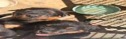 Rottweiler dogs for sale: Rottweiler 2 - Ad 3