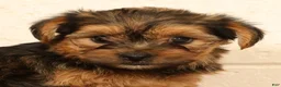 Yorkshire Terrier dogs for sale: Pumpkin - Ad 8