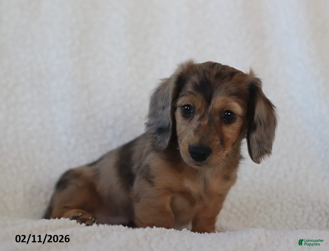 Miniature Dachshund dogs for sale: Lakota - Ad 3
