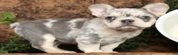 French Bulldog dogs for sale: Romeo - Ad 3