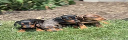 Miniature Dachshund dogs for sale: Lupine - Ad 12