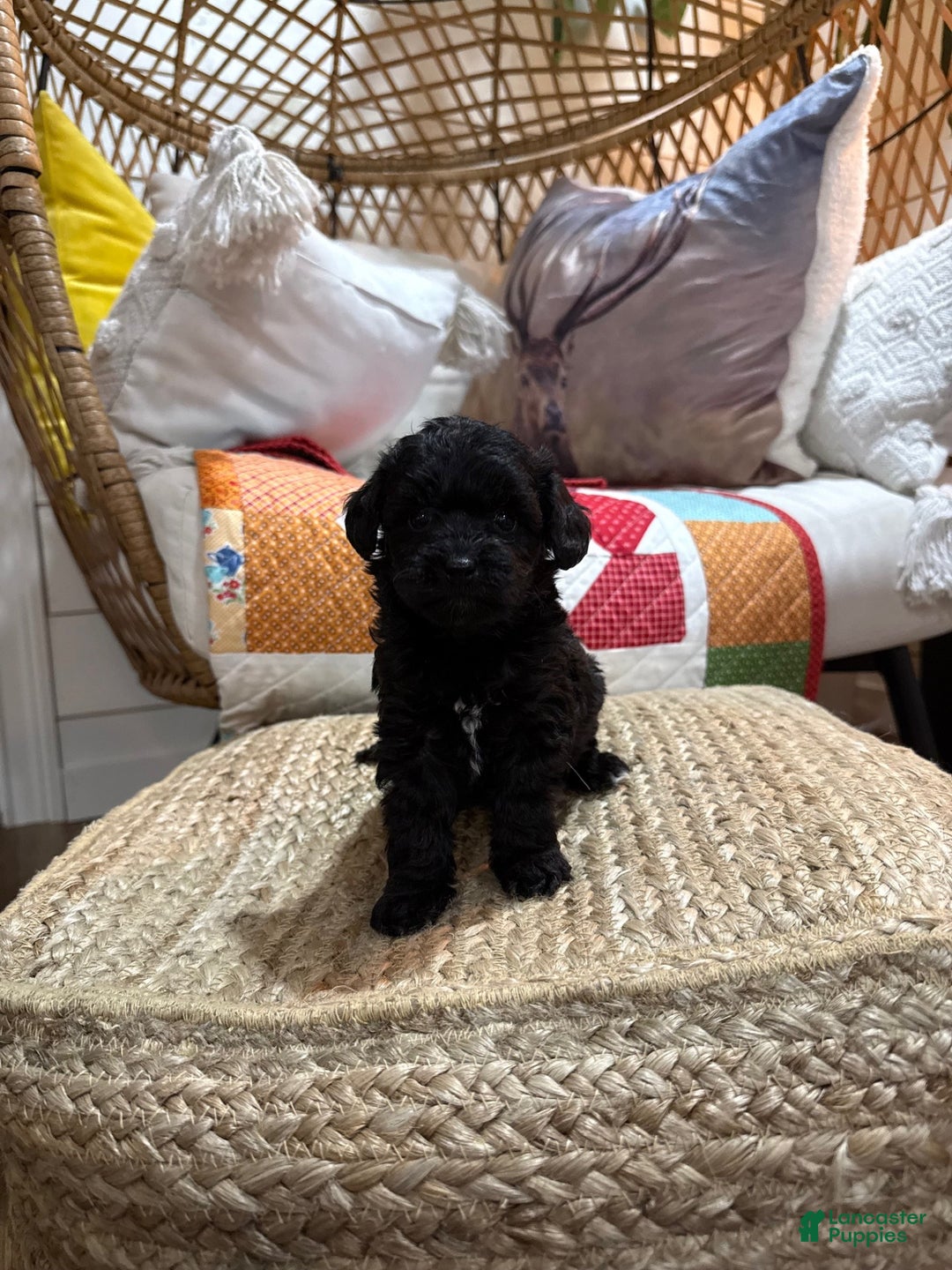 Mini Aussiedoodle dogs for sale: Molly - Ad 6