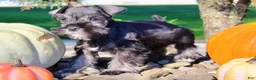 Miniature Schnauzer dogs for sale: Eddie Male AKC Mini Schnauzer - Ad 3