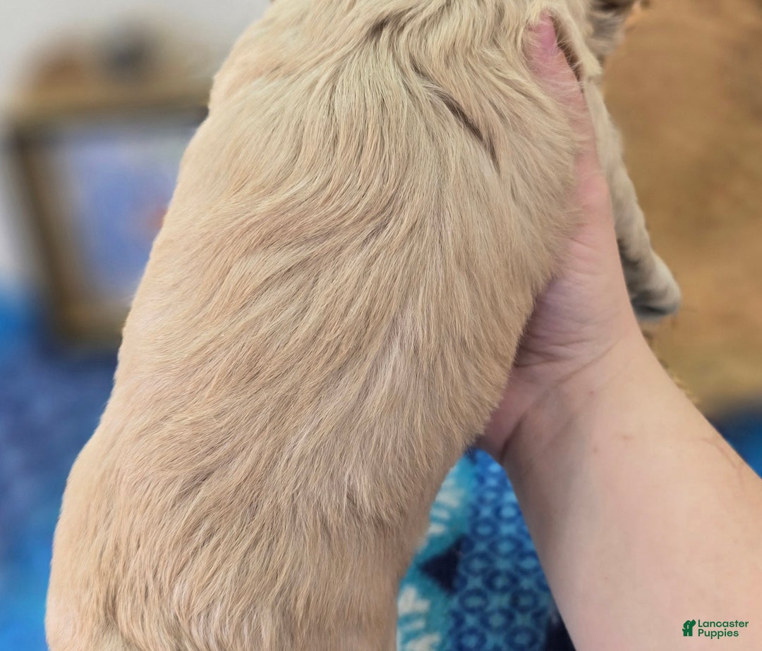 Cockapoo dogs for sale: Lieutenant Pete - Ad 35