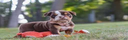 Beabull dogs for sale: Rosie - Ad 11