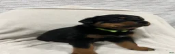 Rottweiler dogs for sale: ozzy - Ad 4