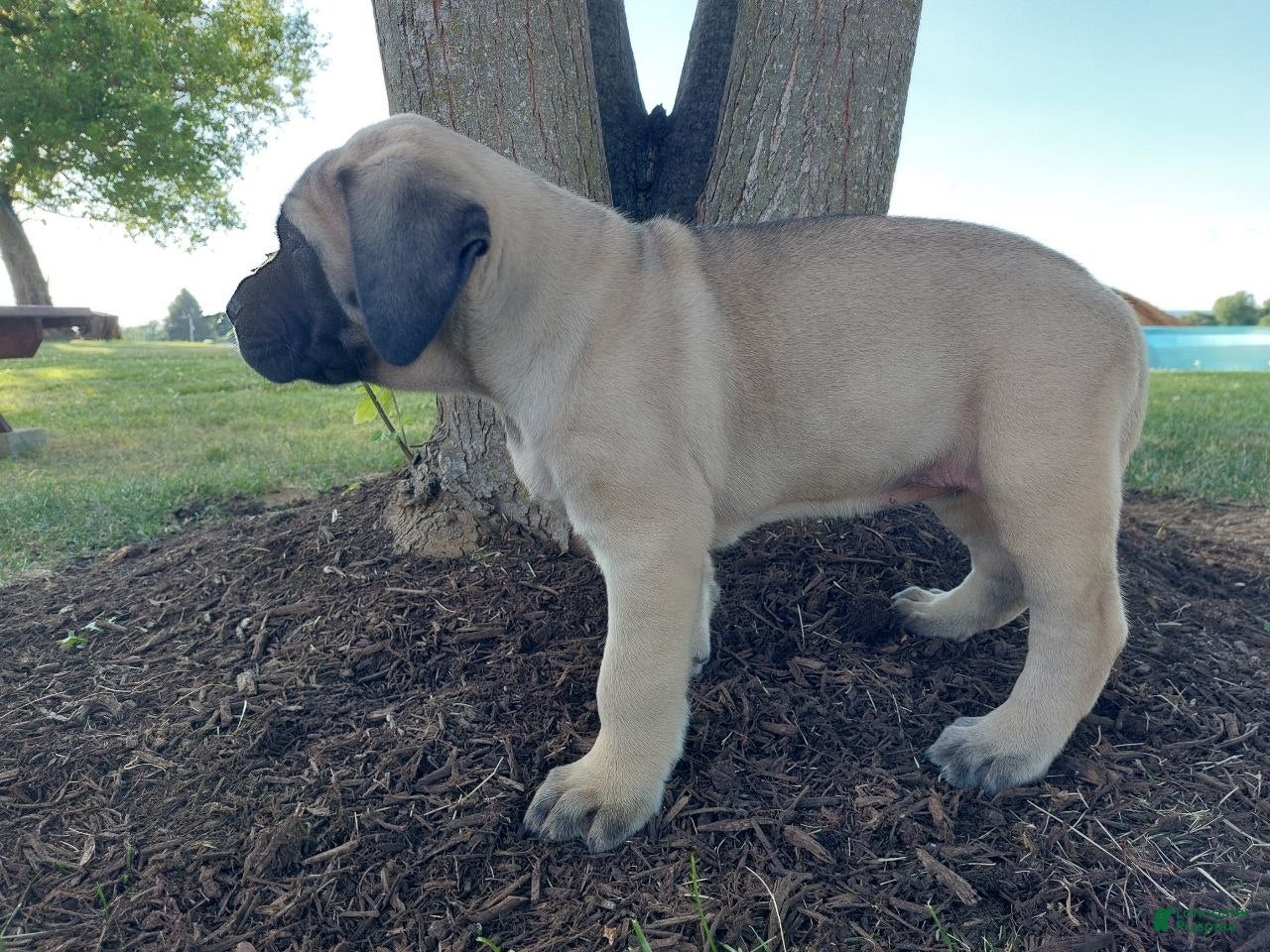 English Mastiff dogs Marcey - Ad 2