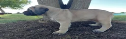 English Mastiff dogs for sale: Marcey - Ad 2