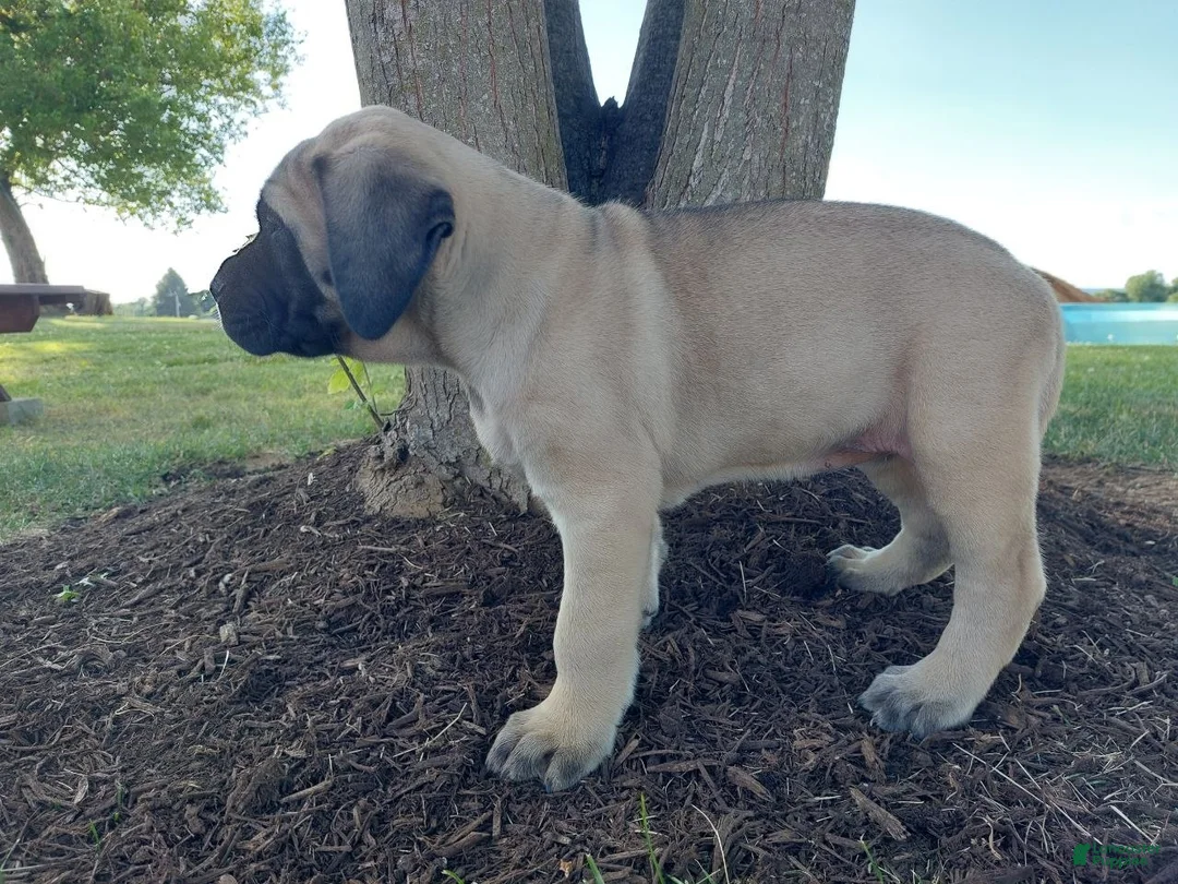 English Mastiff dogs for sale: Marcey - Ad 2