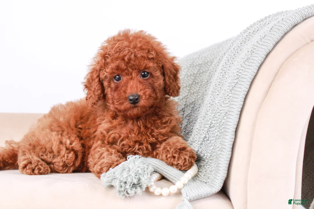 Toy Poodle dogs for sale: Saffron - Ad 7