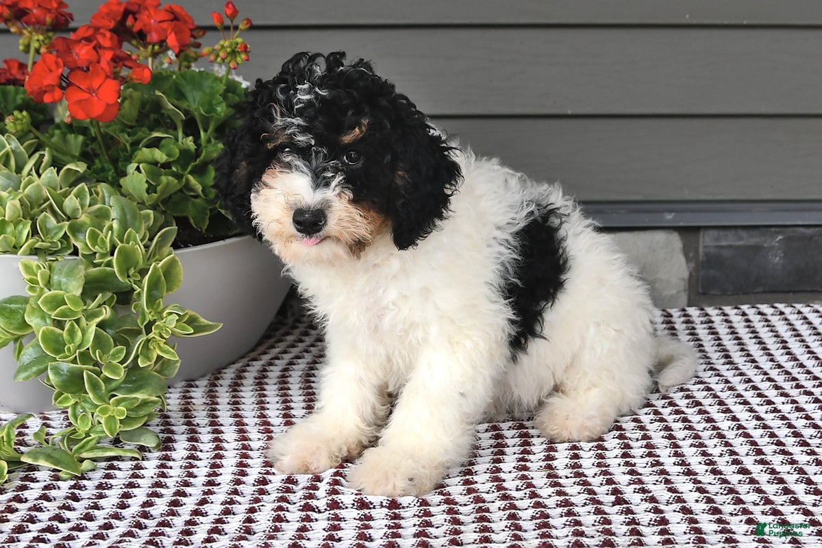 Mini Sheepadoodle dogs Stacy - Ad 2