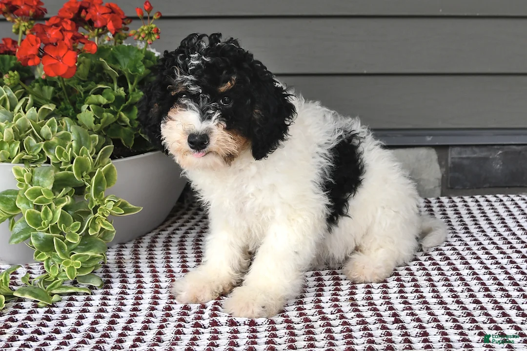 Mini Sheepadoodle dogs for sale: Stacy - Ad 2