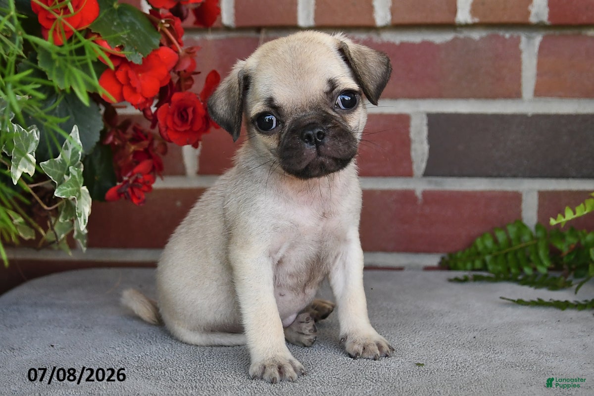 Puggle dogs Mocha - Ad 1