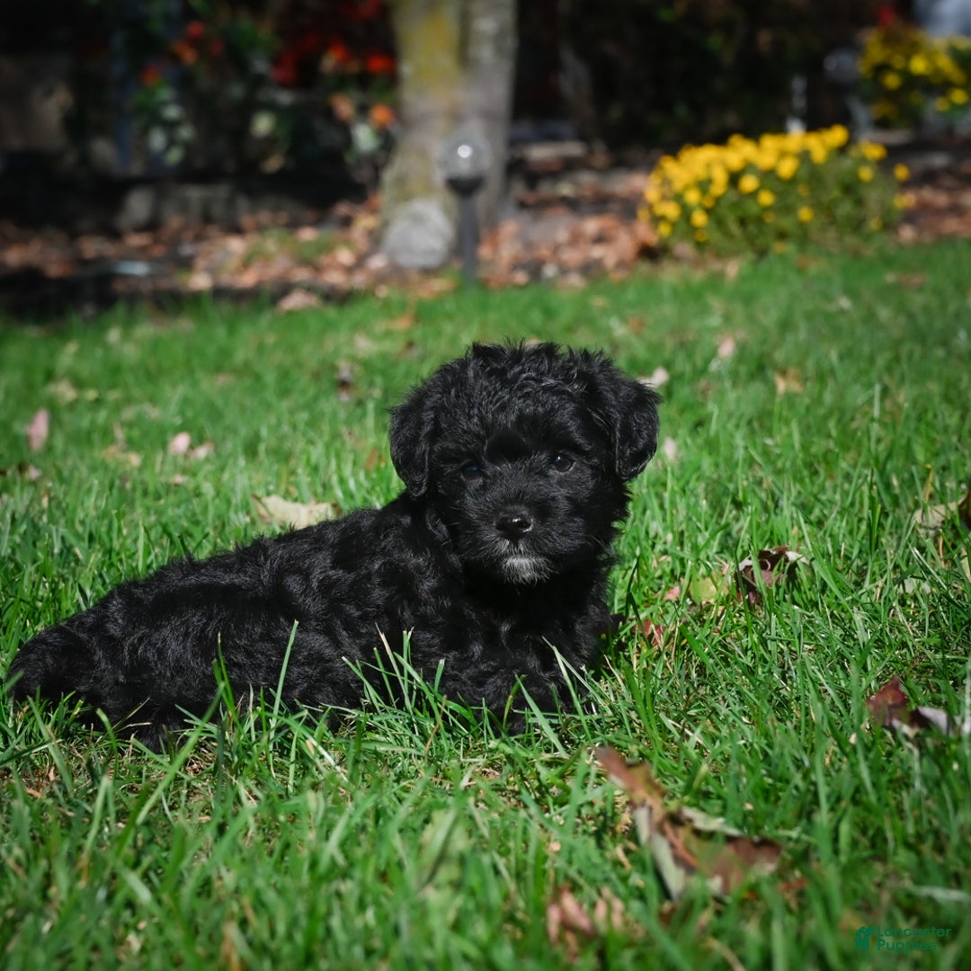 Yorkiepoo dogs for sale: Carol - Ad 6