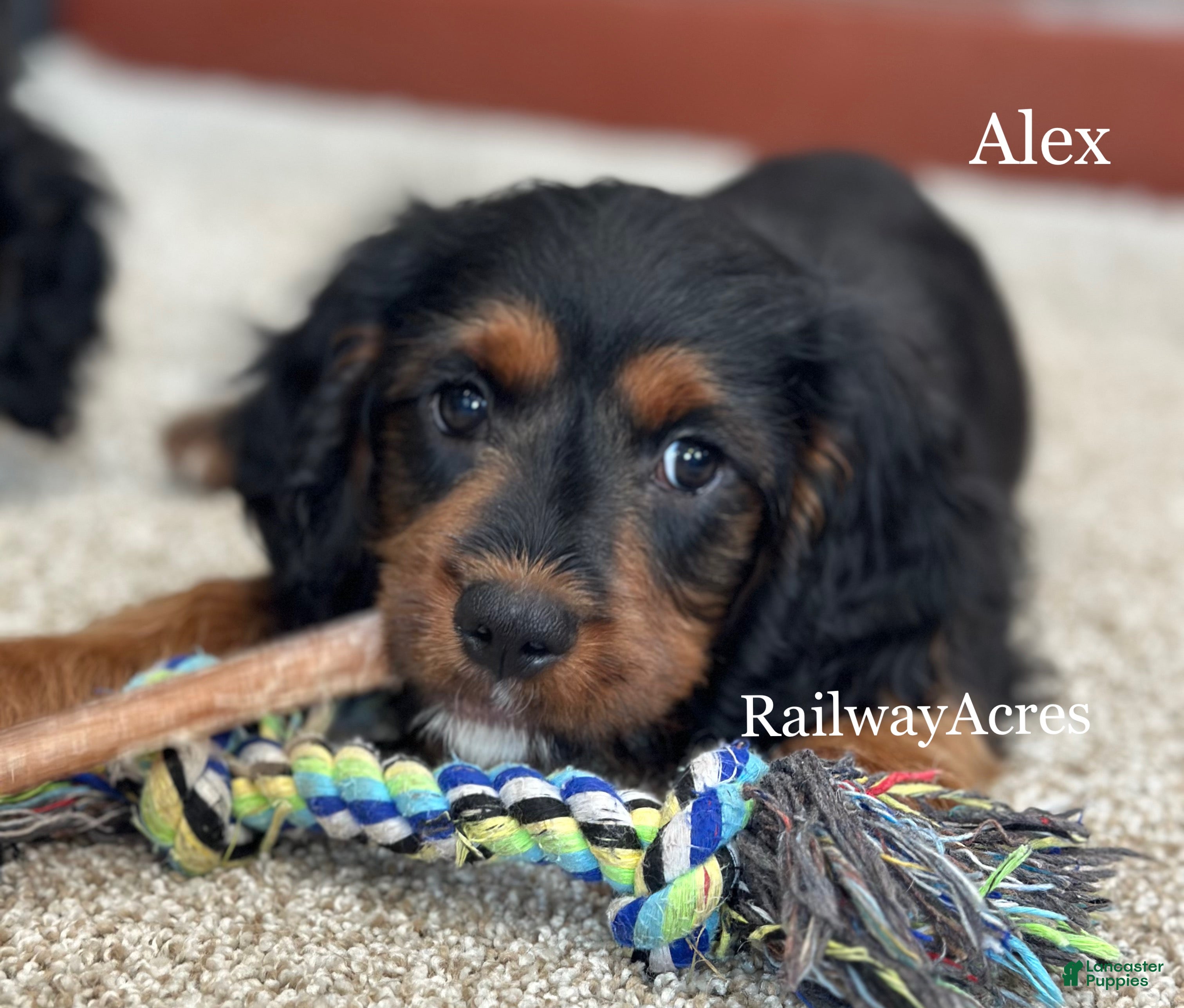 Cavapoo dogs Alex - Ad 20