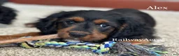 Cavapoo dogs for sale: Alex - Ad 1