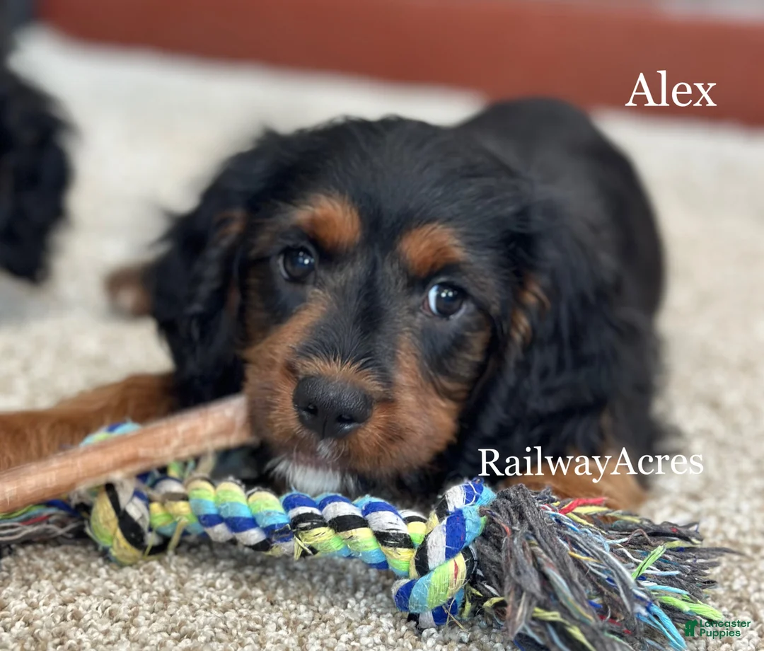 Cavapoo dogs for sale: Alex - Ad 1