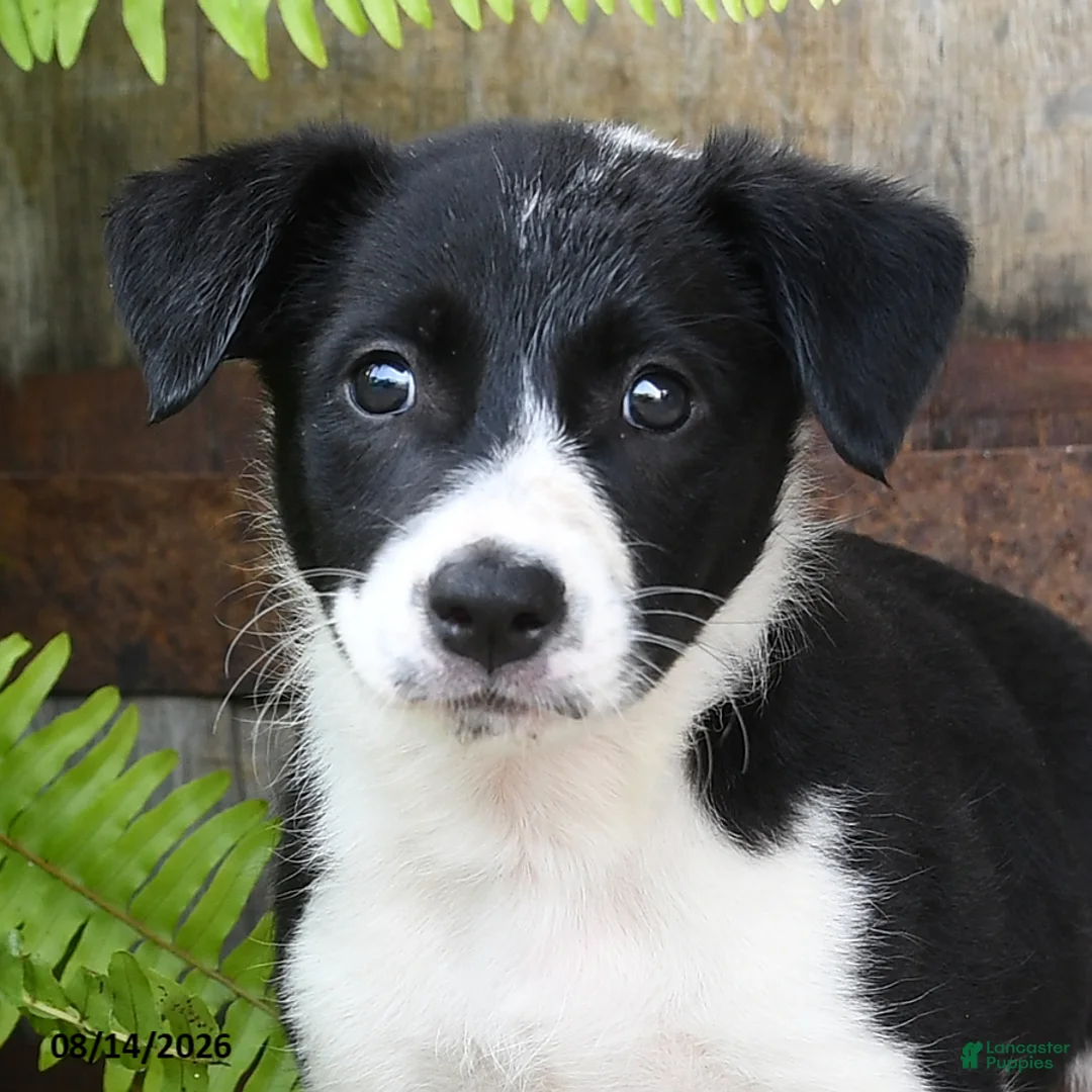 Mixed Breed dogs for sale: Julie  - Ad 3