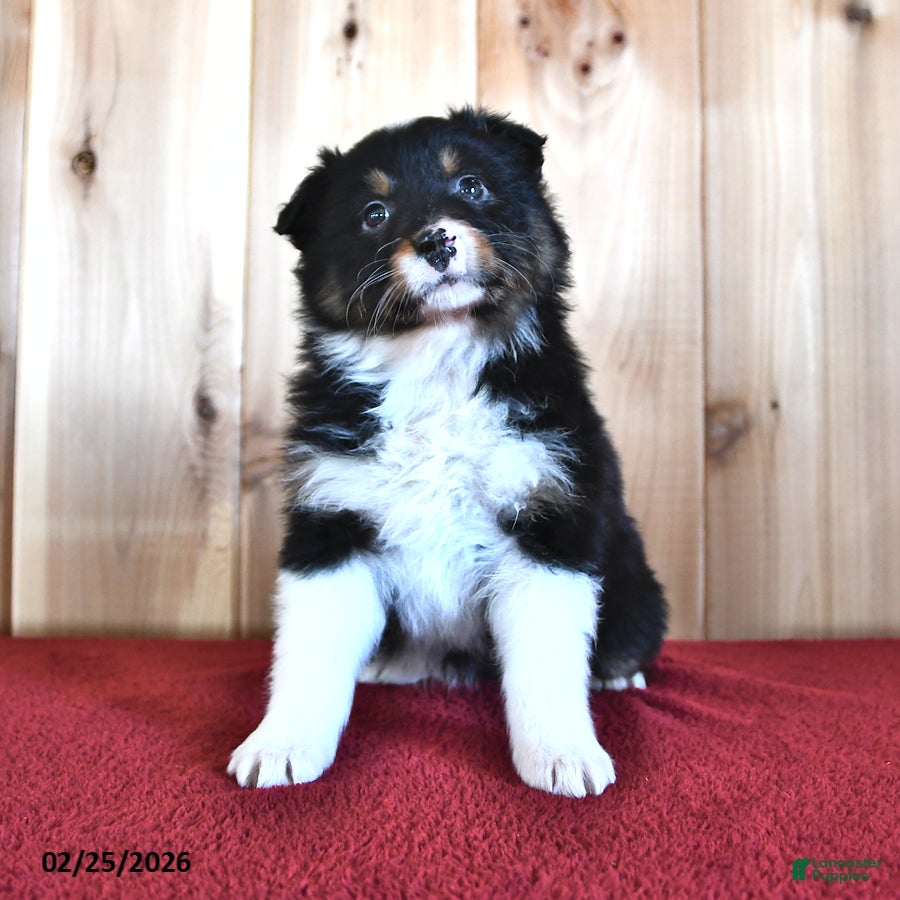 Australian Shepherd dogs Sage - Ad 1