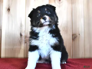 Australian Shepherd dogs for sale: Sage - Ad 1