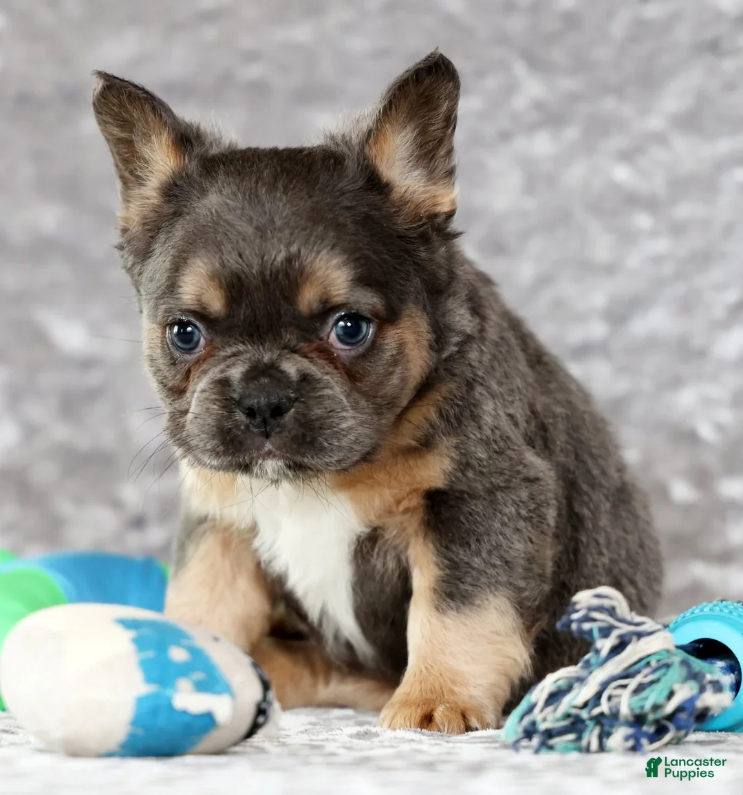 French Bulldog dogs for sale: Oakley - Ad 6