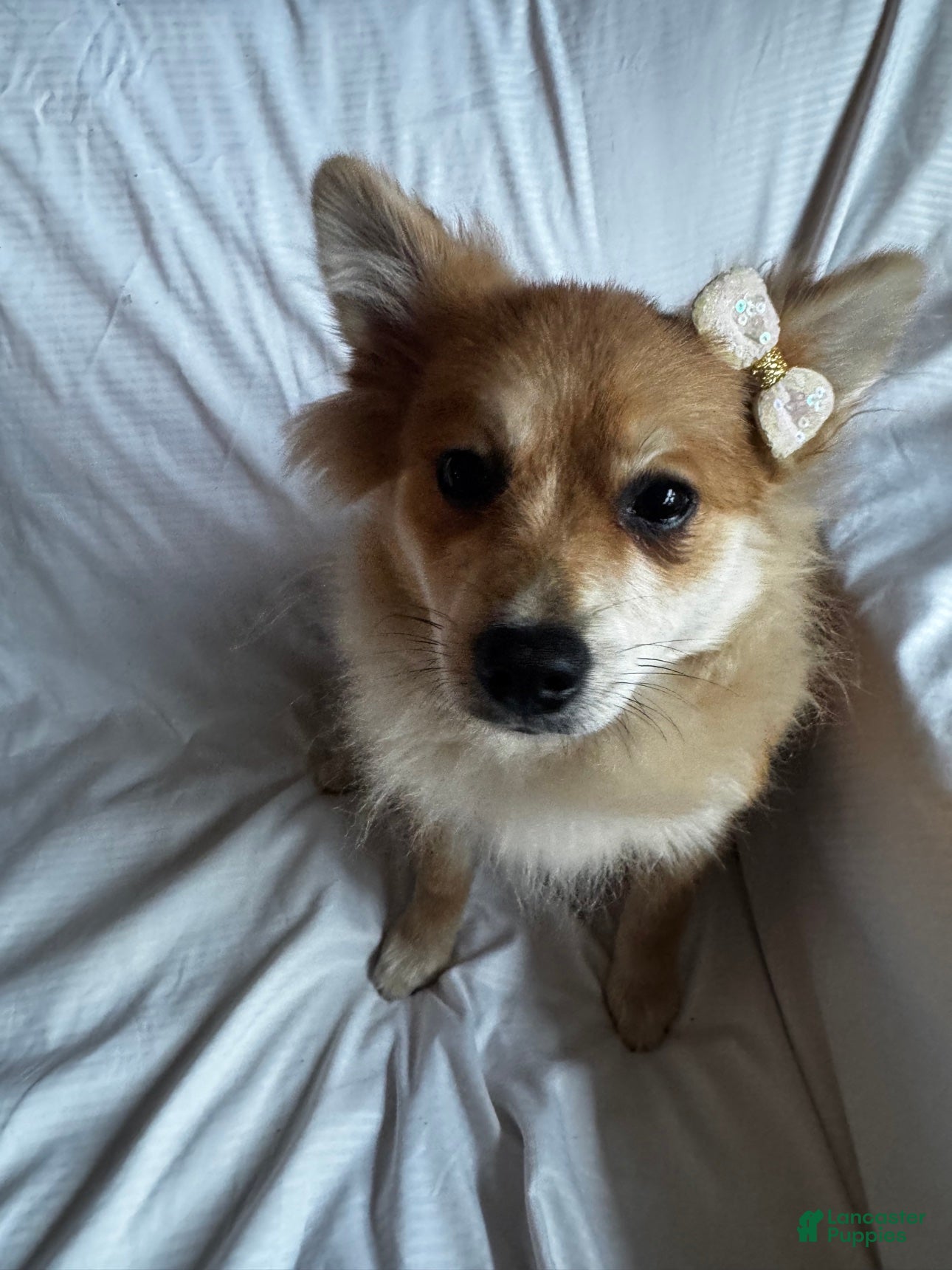 Pomeranian dogs for sale: Foxy Roxy - Ad 1