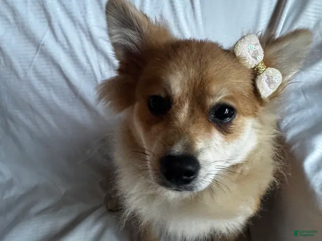 Pomeranian dogs for sale: Foxy Roxy - Ad 1