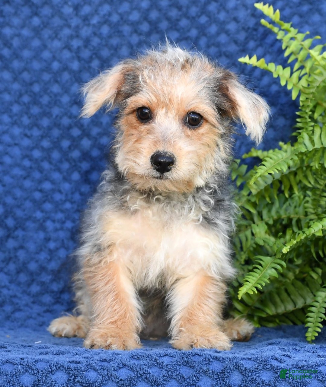 Yochon dogs for sale: Ricky - Ad 1