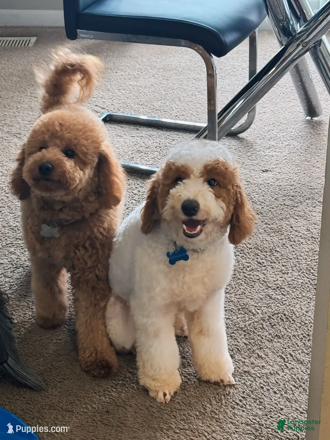 Mini Goldendoodle dogs for sale: Shadow - Ad 8