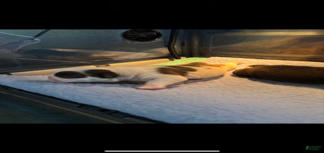 Gallery Image {{count}}