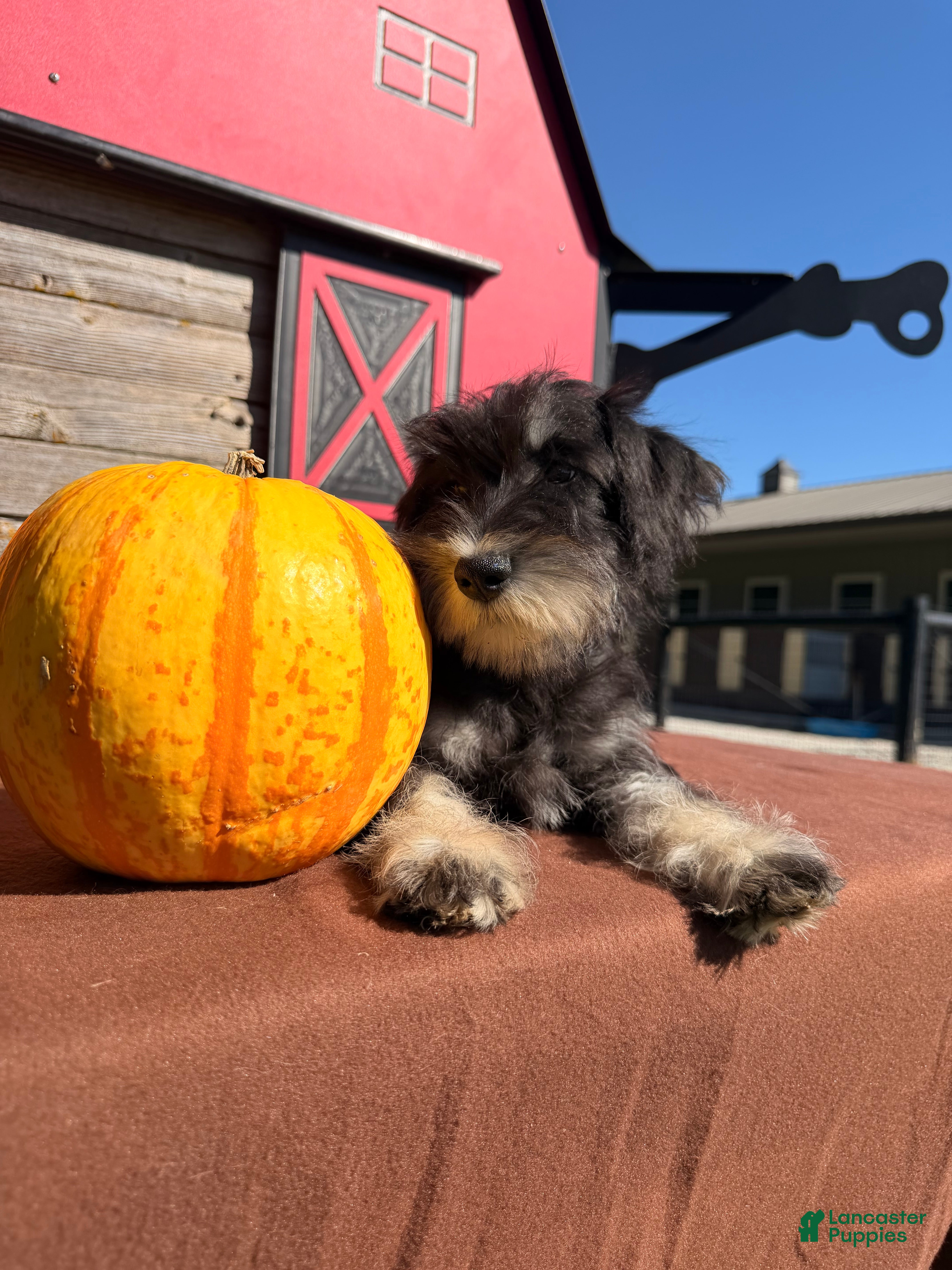 Miniature Schnauzer dogs Tiffany Miniature Schnauzer  - Ad 2