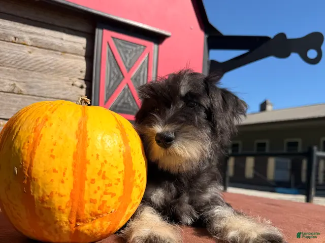 Miniature Schnauzer dogs Tiffany Miniature Schnauzer - Ad 2