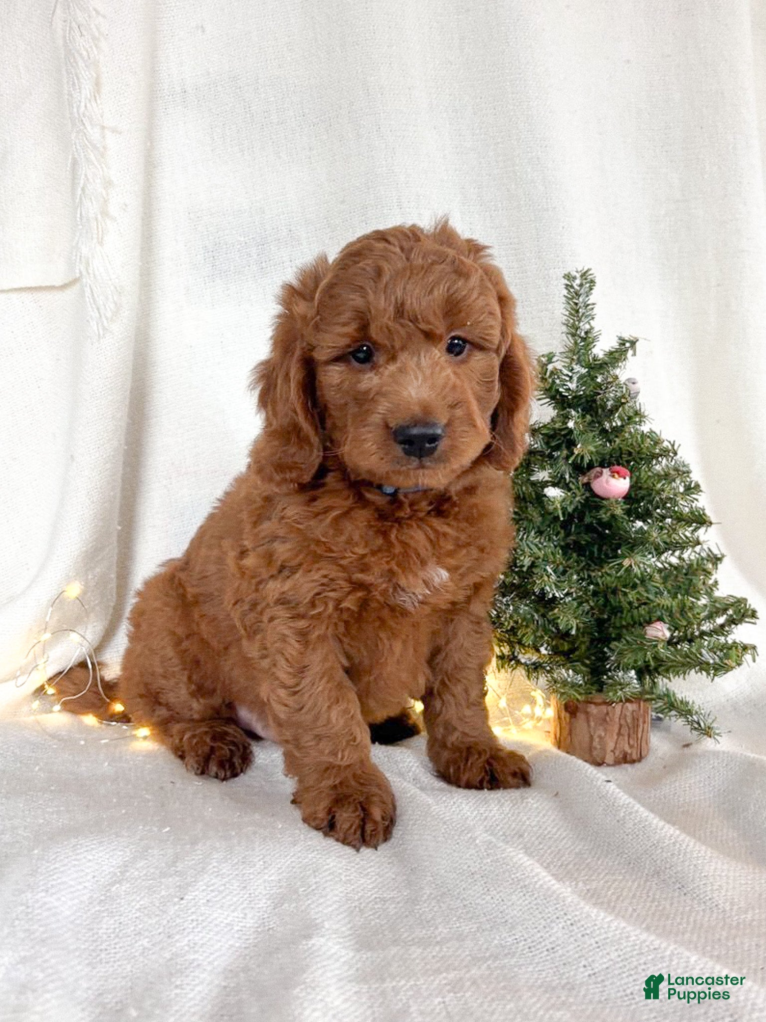 Goldendoodle dogs Murphy - Ad 42