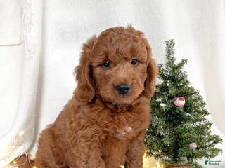 Goldendoodle dogs Murphy - Ad 42