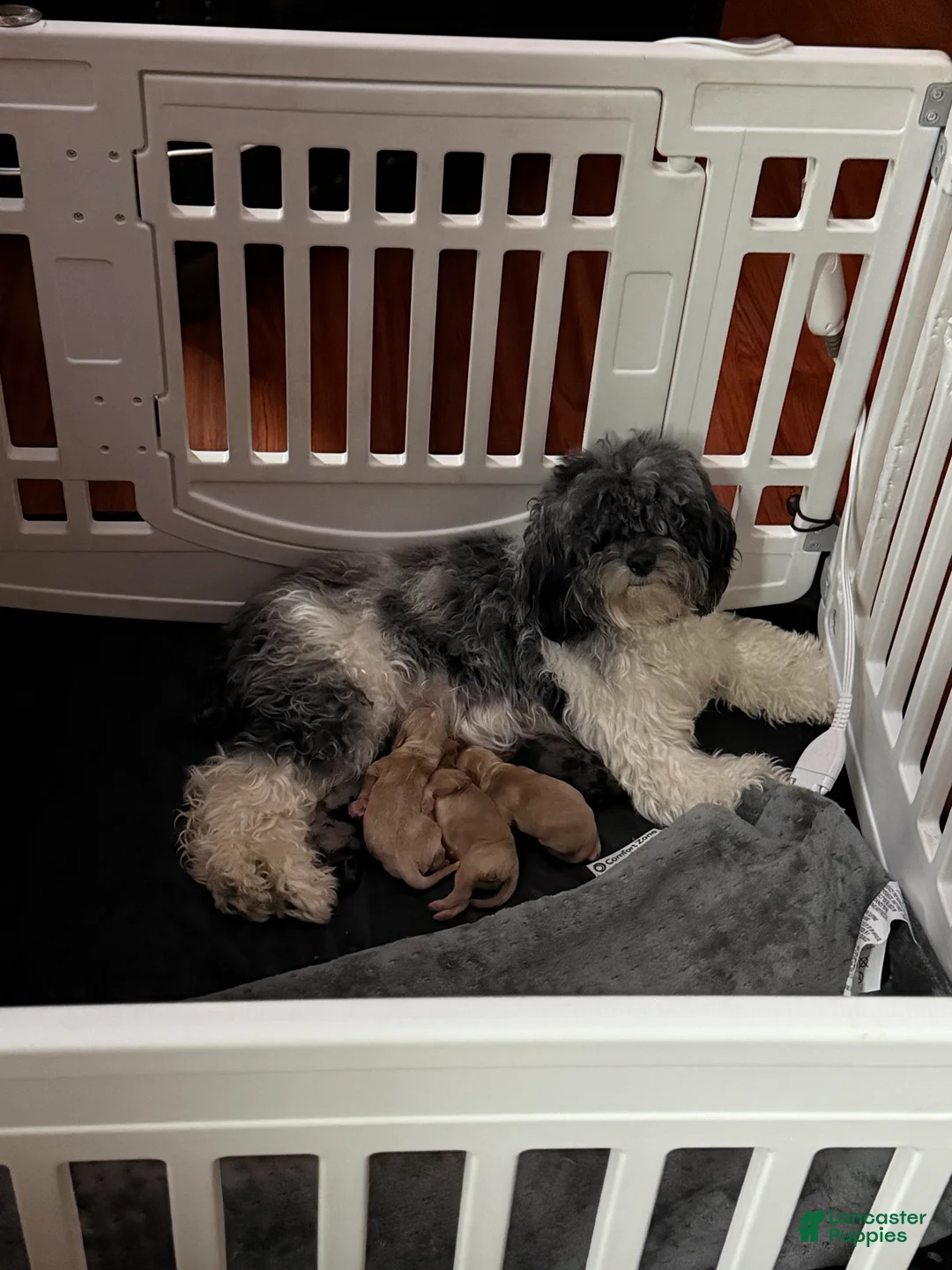 Cockapoo dogs for sale:  Coco - Ad 2