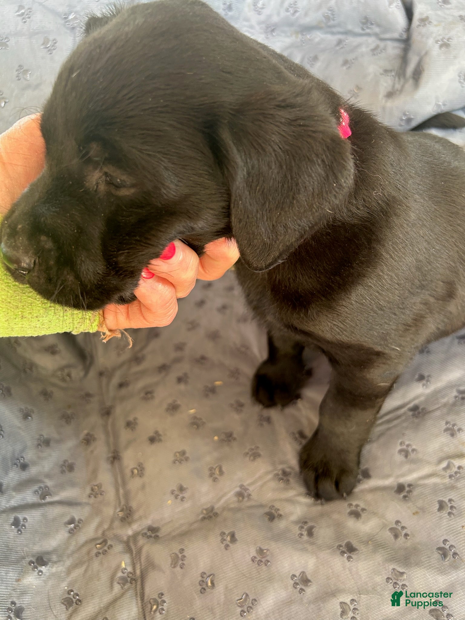 Labrador Retriever dogs Lolly-Female - Ad 18