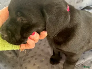 Labrador Retriever dogs Lolly-Female - Ad 18