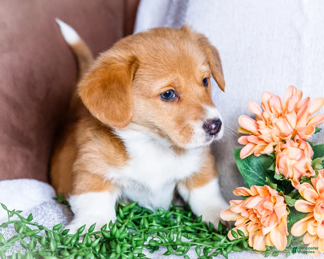 Mixed Breed dogs for sale: Sandy - Ad 2