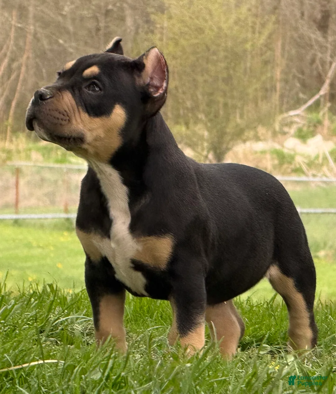 American Bully dogs for sale: Black Tri Male  - Ad 1