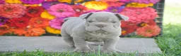 French Bulldog dogs for sale: Caroline - Ad 7