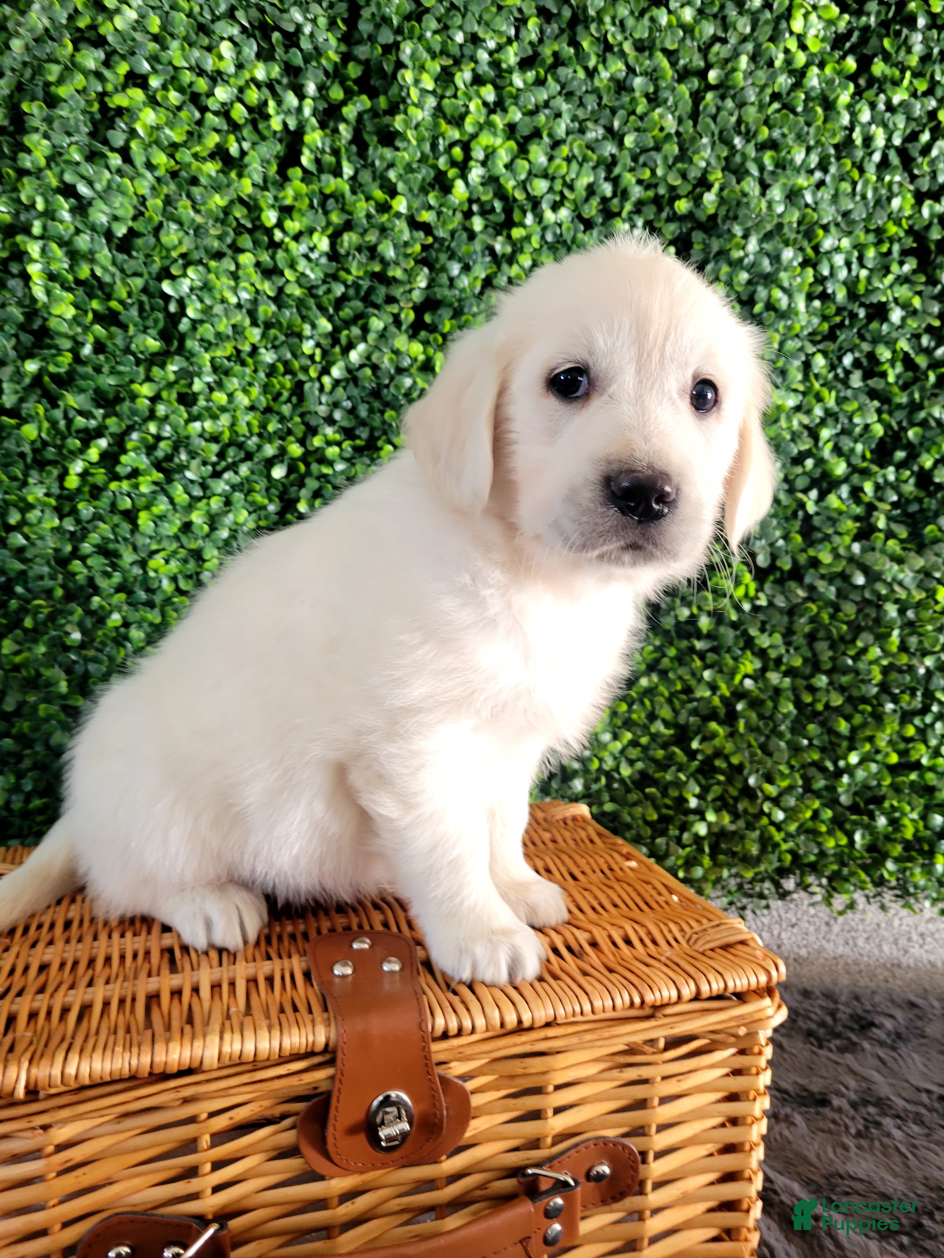 Golden Retriever dogs Rocky - Ad 1