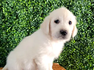 Golden Retriever dogs for sale: Rocky - Ad 2