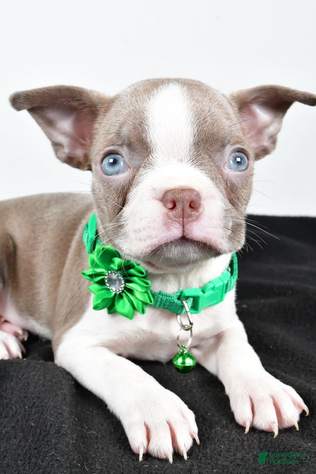 Boston Terrier dogs for sale: Yalena - Ad 6