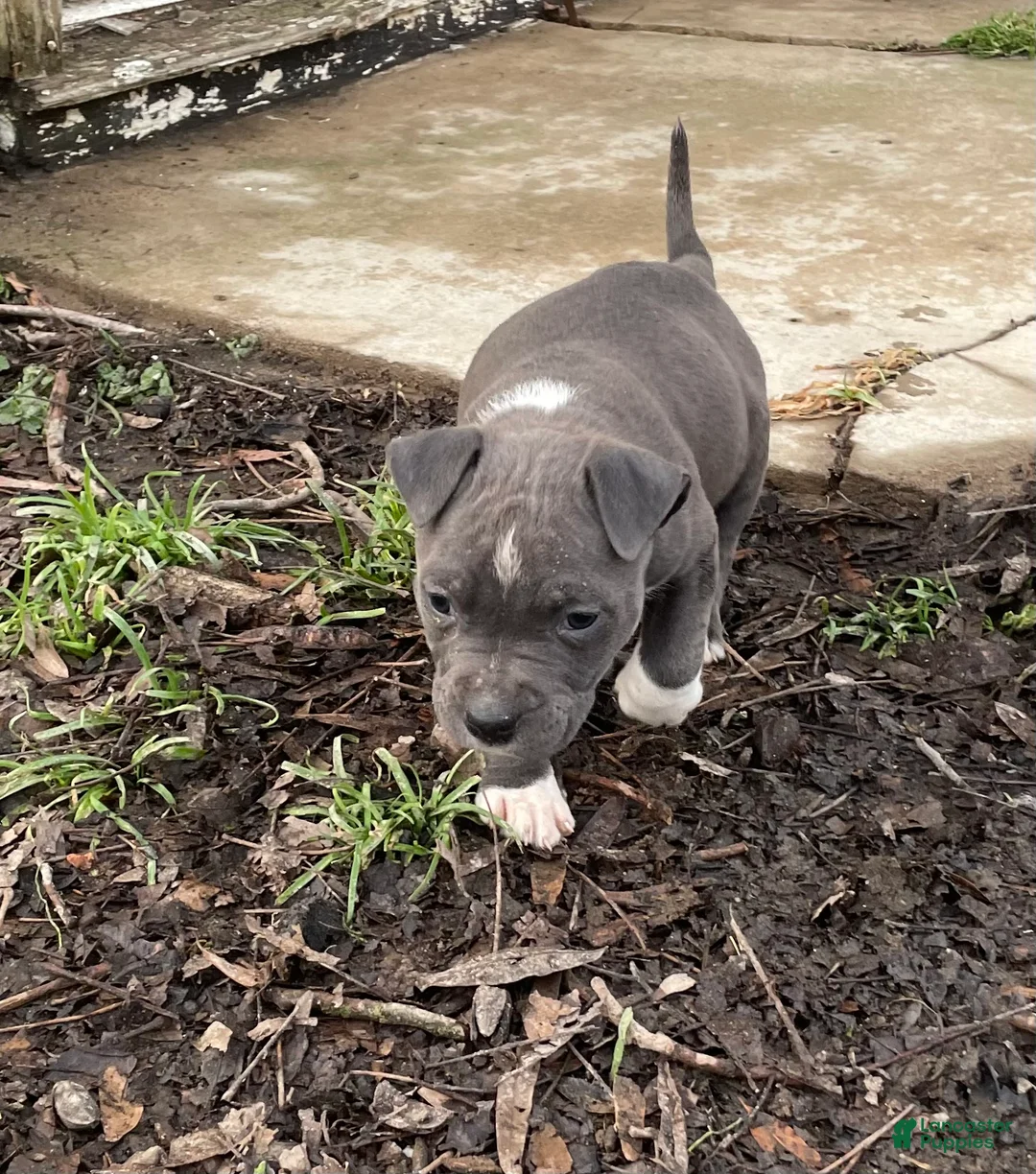 American Pit Bull Terrier dogs for sale: Aphrodite - Ad 3