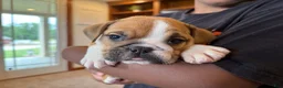 English Bulldog dogs for sale: Sarge - Ad 6