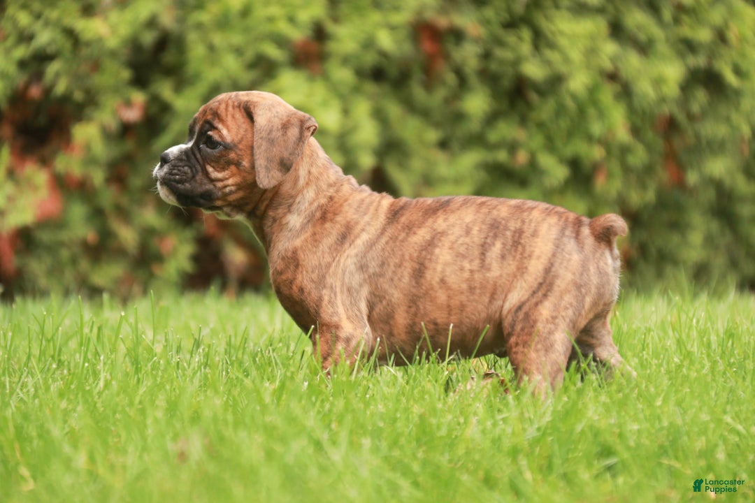 Boxer dogs for sale: Flint - Ad 2