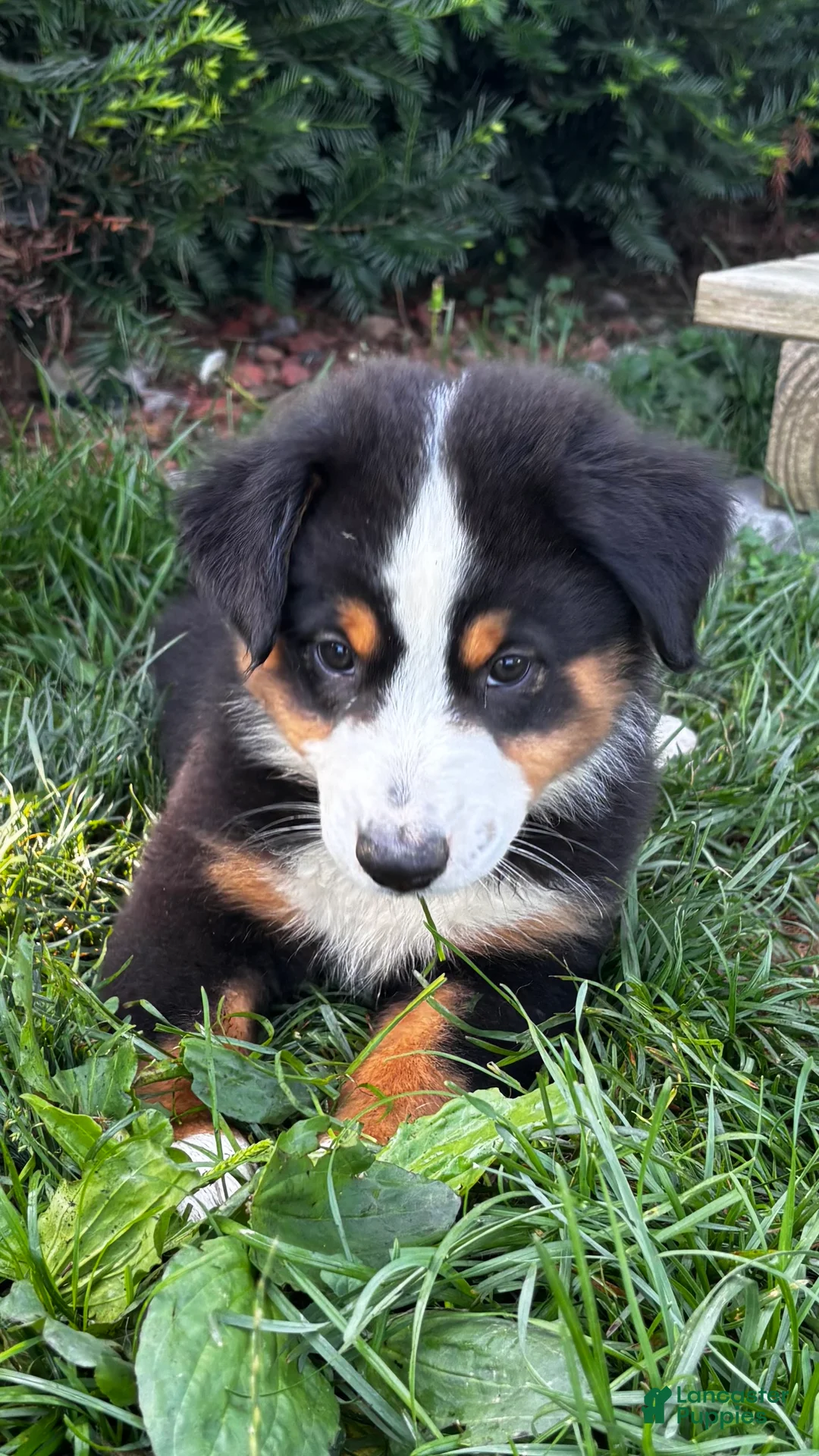 Miniature Australian Shepherd dogs for sale: #8 Gus - Ad 2