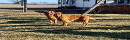 Golden Retriever dogs for sale: Max - Ad 9